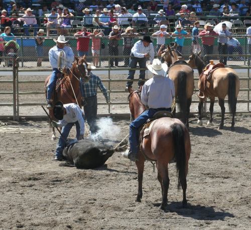 Cowboys on horseback at a rodeo, with one cowboy roping a calf in a dusty arena, surrounded by spectators.