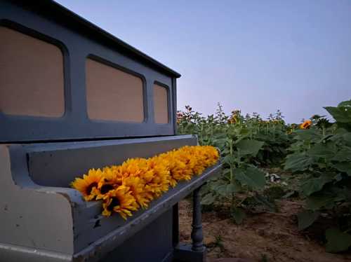 A vintage piano adorned with bright sunflowers, set against a field of sunflowers under a twilight sky.