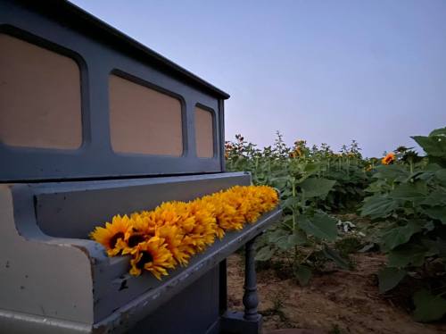 A vintage piano adorned with bright sunflowers, set against a field of sunflowers under a twilight sky.