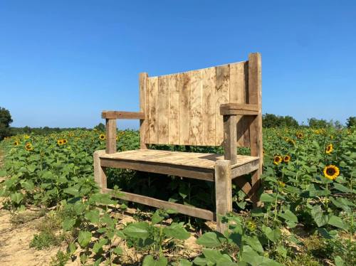 A rustic wooden bench in a sunflower field under a clear blue sky.