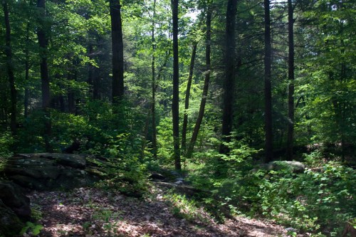 Lush green forest with tall trees, sunlight filtering through the leaves, and a rocky path covered in fallen leaves.