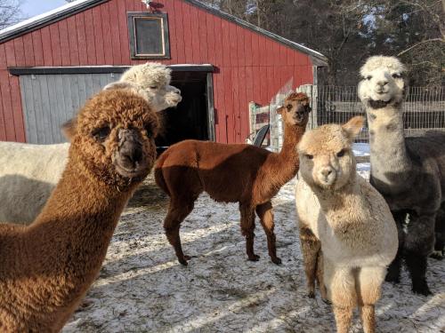A group of six alpacas stands in front of a red barn, surrounded by snow and grass.