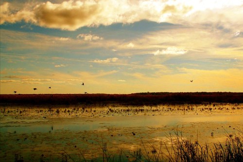 A serene landscape featuring a calm water body, reflecting clouds and birds flying against a colorful sky.