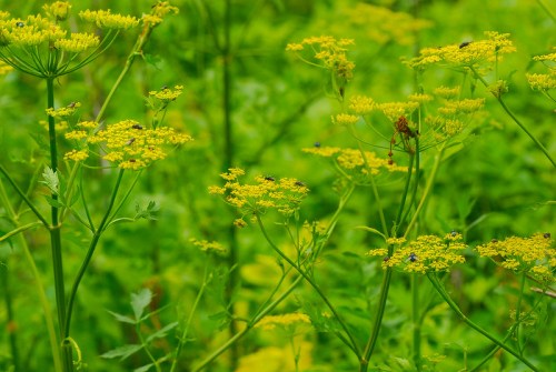 A lush green field with tall plants featuring clusters of small yellow flowers.