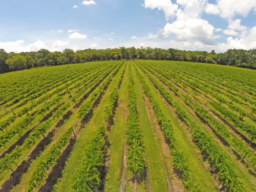 Aerial view of a lush vineyard with rows of grapevines under a blue sky with fluffy clouds.
