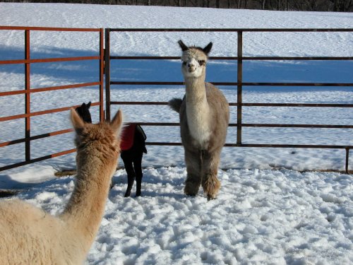 Two alpacas in a snowy pen, one standing and looking at the camera, the other facing away.