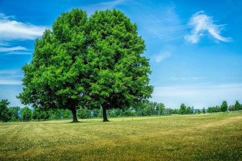Two lush green trees stand side by side in a sunny field under a clear blue sky.