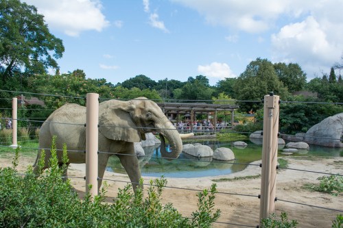 An elephant walks near a pond in a zoo, with visitors and greenery in the background under a blue sky.