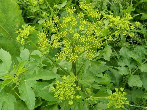 A cluster of small yellow-green flowers surrounded by lush green leaves in a natural setting.
