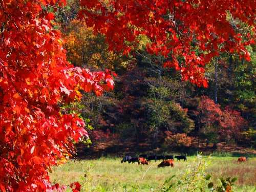 Vibrant red leaves frame a serene pasture with grazing cows amidst colorful autumn foliage.