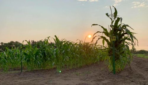 Sunset over a cornfield, with tall corn plants and a sign marked "25" in the foreground.