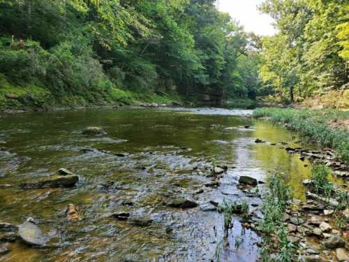 A serene river flows through a lush green landscape, with rocks and plants lining the water's edge.