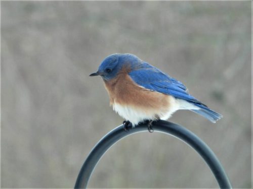 A bluebird perched on a black metal pole, showcasing its vibrant blue and orange plumage against a blurred background.