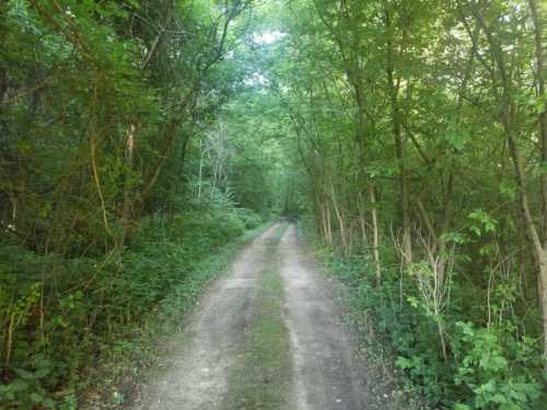 A narrow dirt path surrounded by lush green trees and foliage, leading into a serene forest.