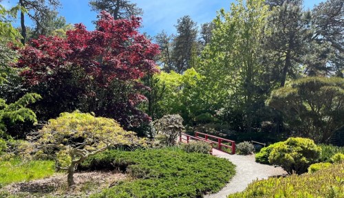 A serene garden scene featuring vibrant trees, lush greenery, and a red bridge under a clear blue sky.