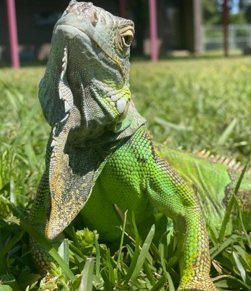 A close-up of a green iguana resting on grass, showcasing its textured skin and vibrant colors.