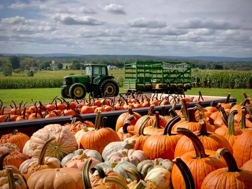 A field of pumpkins in various colors with a green tractor and trailer in the background under a cloudy sky.