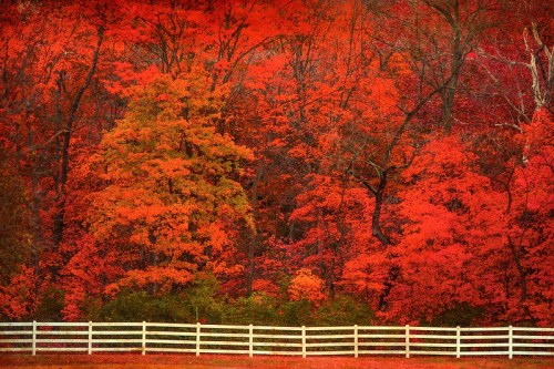 Vibrant autumn trees in shades of red and orange, with a white wooden fence in the foreground.