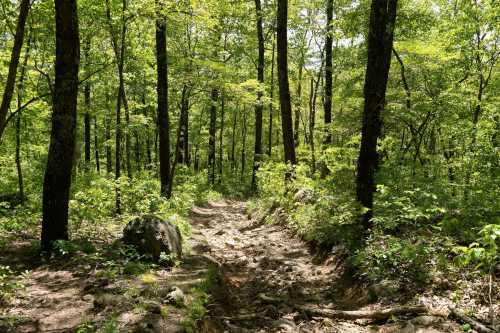 A dirt path winding through a lush green forest with tall trees and vibrant foliage.