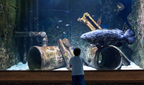 A child observes a large fish swimming near rusty pipes in a vibrant aquarium setting.