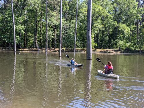 Two people kayaking on a calm lake surrounded by tall trees.