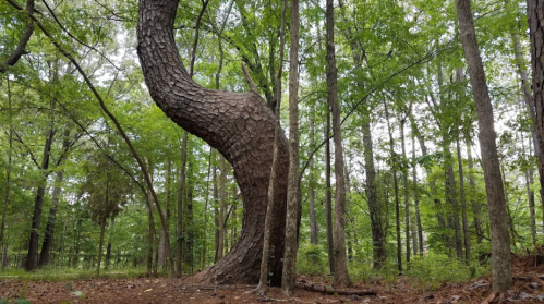 A twisted tree stands among tall green trees in a lush forest, with a carpet of brown leaves on the ground.