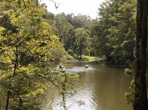 Two kayakers paddle on a calm river surrounded by lush green trees and a serene landscape.