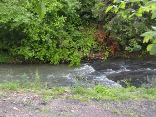 A flowing river surrounded by lush green foliage and trees, with gentle waves and a rocky bank.