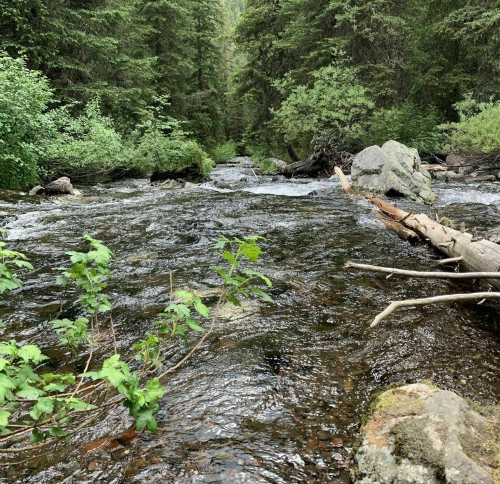 A serene river flows through a lush green forest, surrounded by trees and rocky banks.