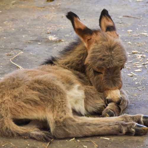 A young animal with soft fur lies down, resting its head on its paws in a cozy position.