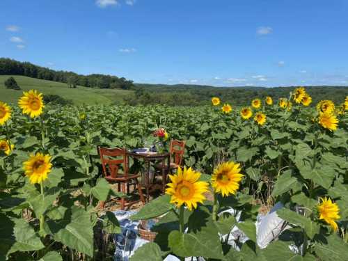 A table set for dining amidst a vibrant sunflower field under a clear blue sky.