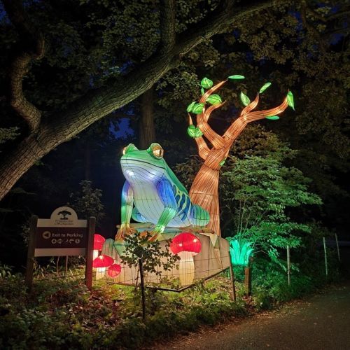 A large illuminated frog sits beside a colorful tree and mushrooms at night, with a sign for parking nearby.