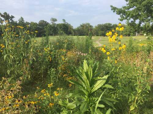 A lush landscape featuring vibrant wildflowers and greenery, with a pathway leading through a serene park setting.