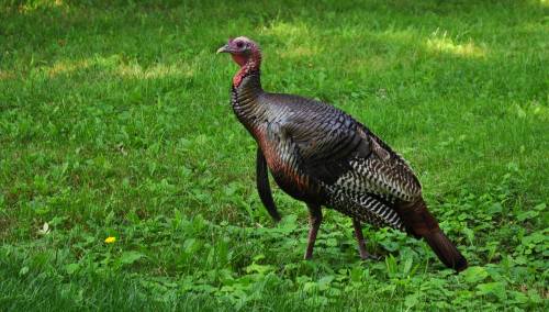 A wild turkey walking through a grassy area with green foliage.
