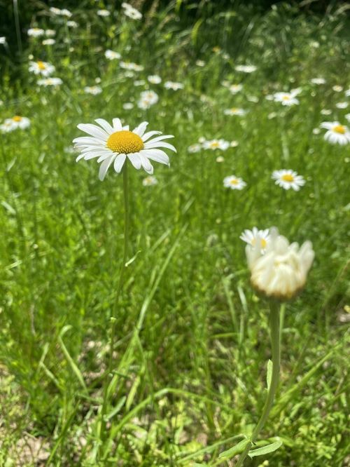 A close-up of a daisy in focus, with a blurred daisy and a field of daisies in the background.
