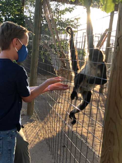 A child in a mask reaches out to a monkey hanging from a fence in a zoo during sunset.