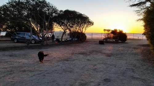 A dog walks through a campsite at sunset, with cars and a camper in the background and trees lining the area.