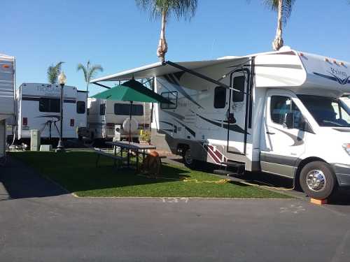 A parked RV with an awning, table, and dog on grass, surrounded by palm trees and other RVs in a sunny area.