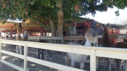 Llamas and other animals gathered near a fence under a tree with hanging fruit at a farm.