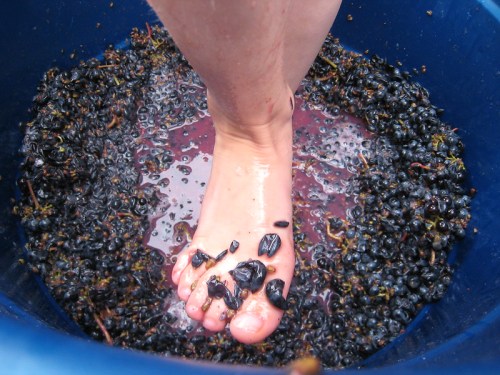 A foot submerged in a blue bucket filled with crushed grapes and juice.