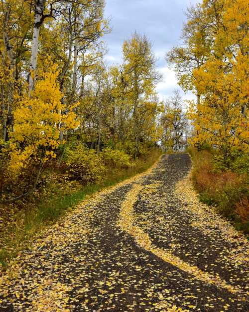 A winding dirt path lined with trees, covered in vibrant yellow leaves, under a cloudy sky.