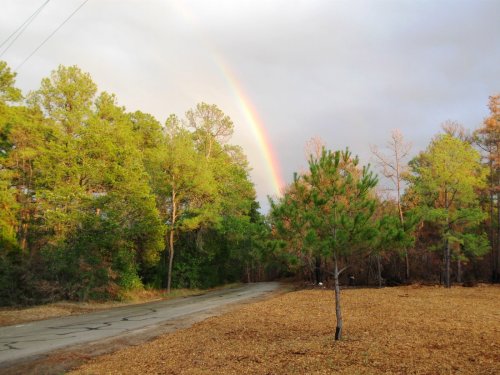 A rainbow arcs over a wooded area, with a gravel road and a small pine tree in the foreground.