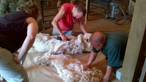 Two men and a woman are shearing sheep in a barn, with wool spread out on the floor.