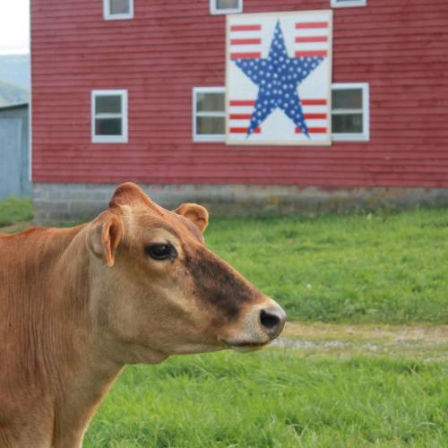 A brown cow stands in a grassy field in front of a red barn featuring a large star quilt design.