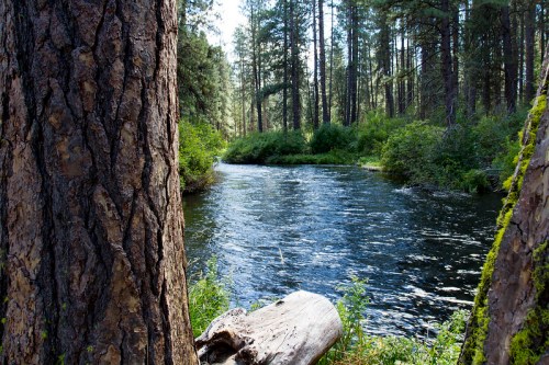 A serene river flows through a lush forest, surrounded by tall trees and greenery.