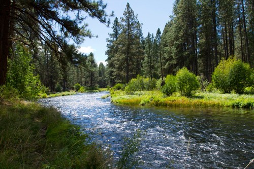 A serene river flows through a lush forest, surrounded by tall trees and vibrant greenery under a clear blue sky.
