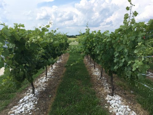 Rows of grapevines with lush green leaves, set against a cloudy sky and grassy pathways.