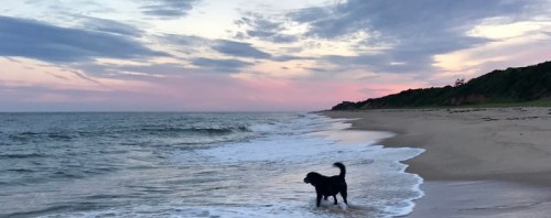 A dog stands at the water's edge on a beach during sunset, with gentle waves and a colorful sky in the background.