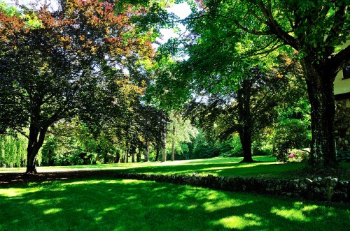 A lush green park with large trees and a stone wall, bathed in sunlight on a clear day.