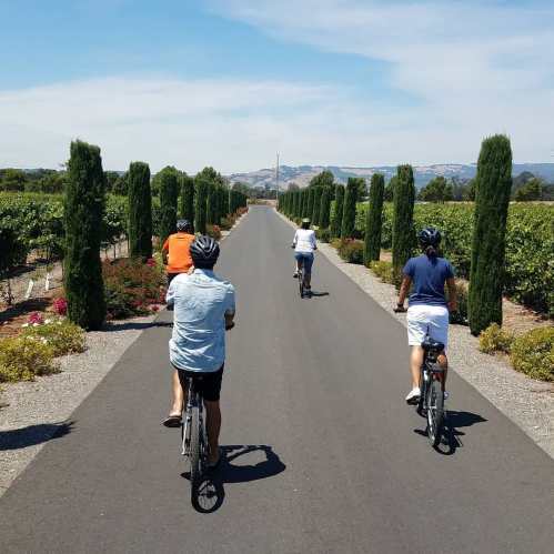Four cyclists ride along a tree-lined path through a vineyard on a sunny day.
